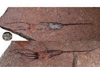 Eocrinoïde ascocystites
